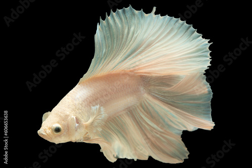 The stunning white betta fish moves with grace and elegance as it glides through the water captivating onlookers with its mesmerizing beauty. © DSM