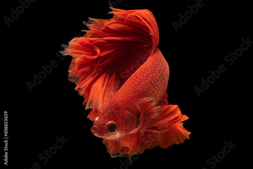 With its vibrant red hues the betta fish gracefully glides through its aquatic domain capturing the attention its mesmerizing beauty.