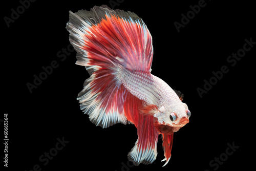 The combination of the betta fish's pristine white coloration and the striking red tail creates a captivating contrast drawing attention to its elegant presence in the water. © DSM
