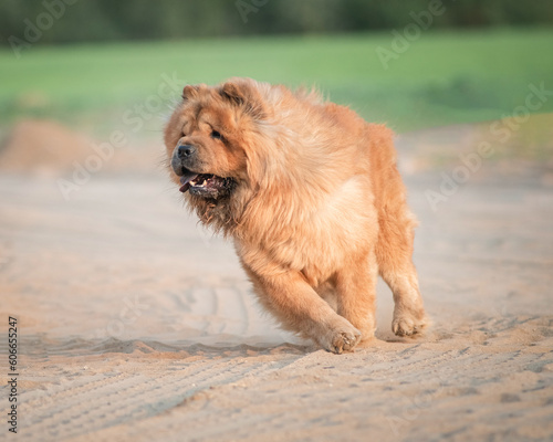 Beautiful thoroughbred chow-chow dog runs outdoors.