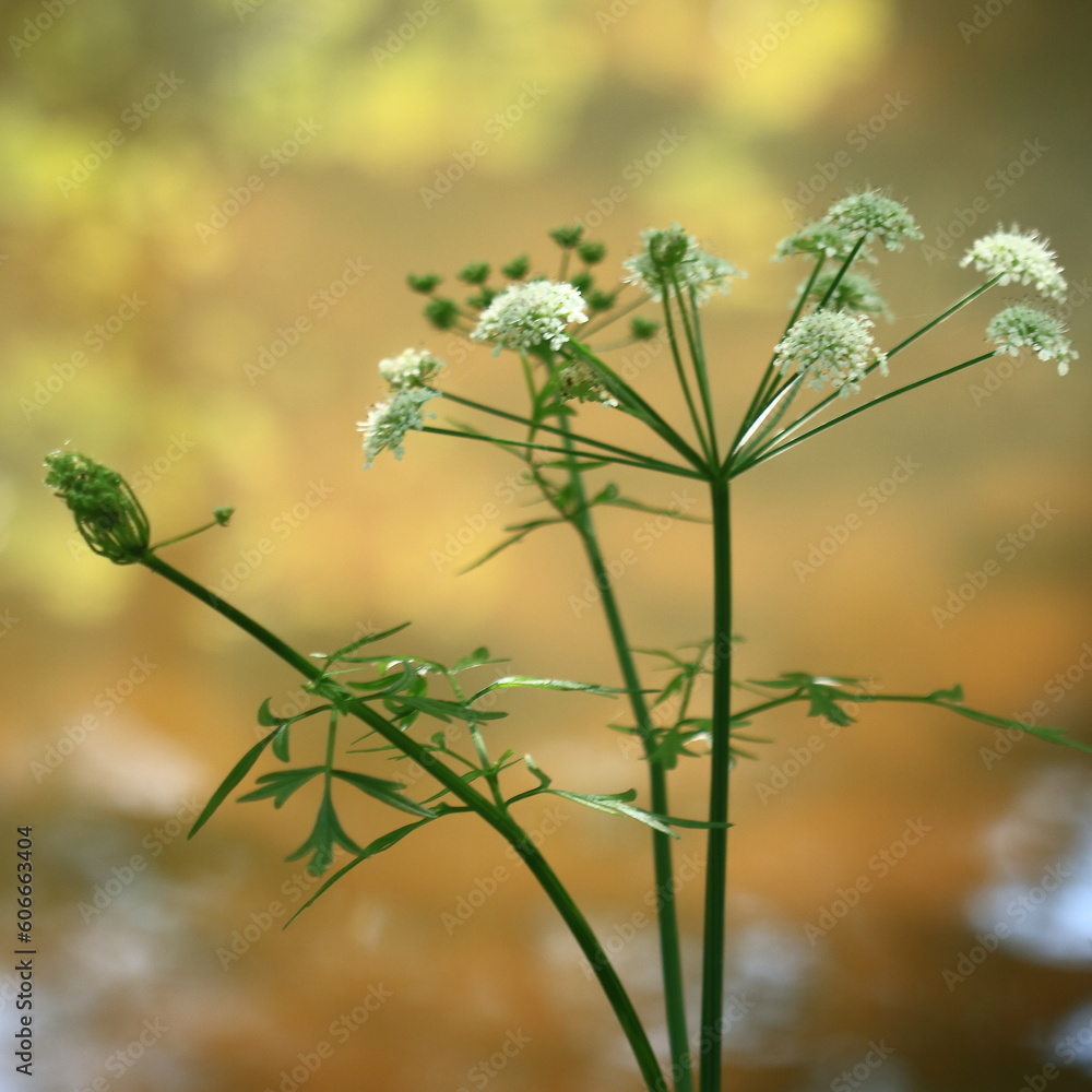 Fototapeta premium Plante aquatique