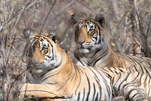The Bengal Tigers at Ranthambore   Rajasthan