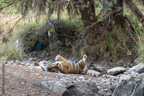 The Bengal Tigers at Ranthambore , Rajasthan