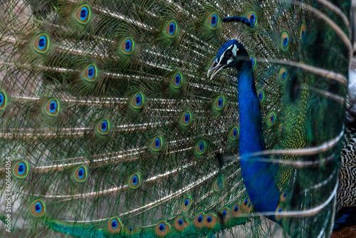 Peacock Calling his mate