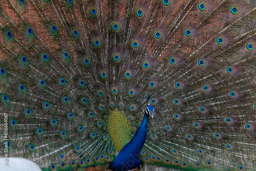 Peacock IN full spledor