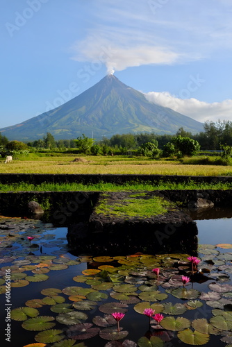 Beautiful scenic portrait of Mayon volcano with rice field  in Albay Province, Philippines with white smoke. photo