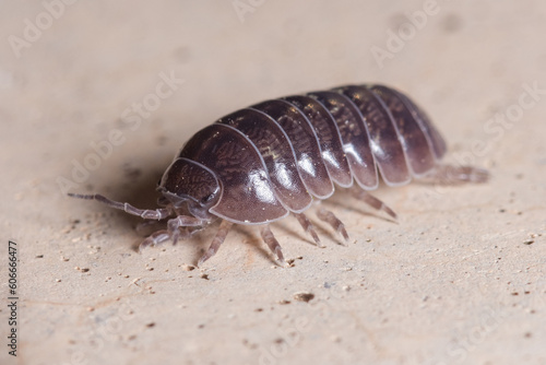 Roly poly bug, Armadillidium vulgare, walking on a concrete wall under the sun