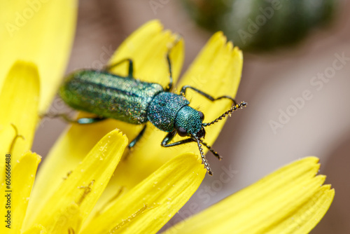 Soft-winged flower beetle, Psilothrix viridicoerule, walking on a yellow flower under the sun