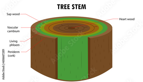 Cross section of a tree stem, layers of the stem