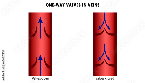 Diagram of the Valves in the veins, one-way valves
