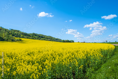 Flowering rapeseed field by a lush hill in the countryside © Lars Johansson