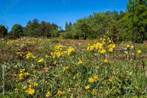 Sunny summer meadow with blooming Leafless hawk's-beard flowers