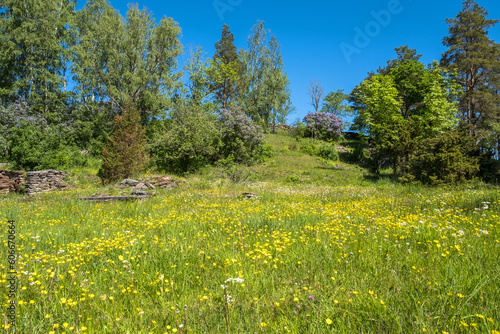 Blooming summer meadow with wild flowers in a beautiful landscape