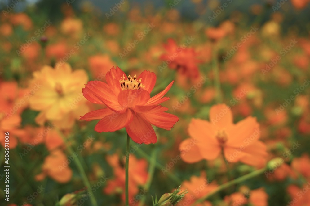 Yellow Cosmos in the Summer