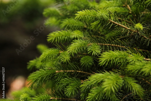 Green spruce branches with fluffy needles