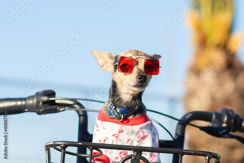 cute dog, funny pet in sunglasses in summer in a bicycle basket, summer vacation © yta
