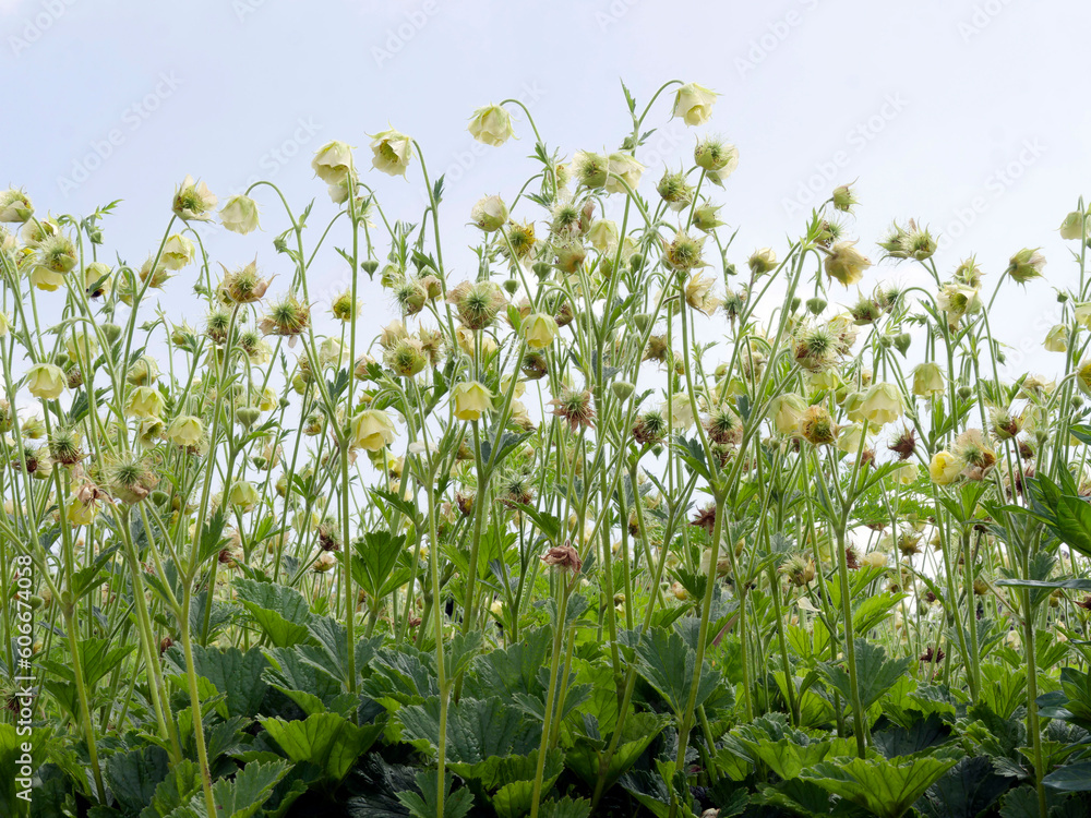 Loose clusters of saucer-shaped nodding flowers Avens 'Tales of Hex' (Geum rivale) with lemon-yellow petals encircling a green center above a dark green foliage on wiry stems Loose clusters of saucer-shaped nodding flowers Avens 'Tales of Hex' (Geum rivale) with lemon-yellow petals encircling a green center above a dark green foliage on wiry stems