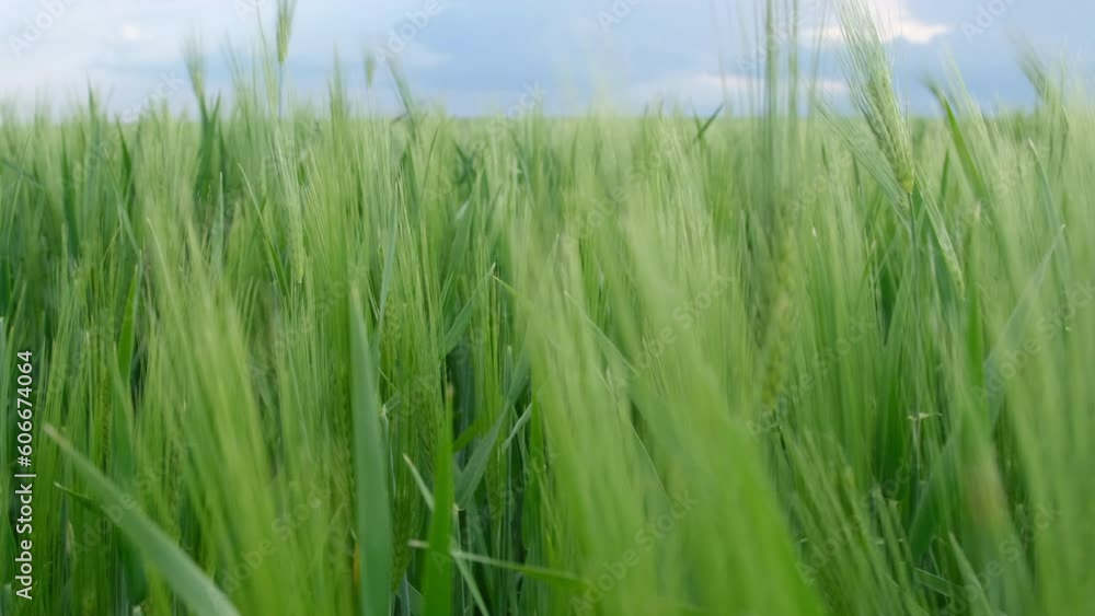 movement through green wheat grass on the agriculture field, blue stormy sky in the background movement through green wheat grass on the agriculture field, blue stormy sky in the background