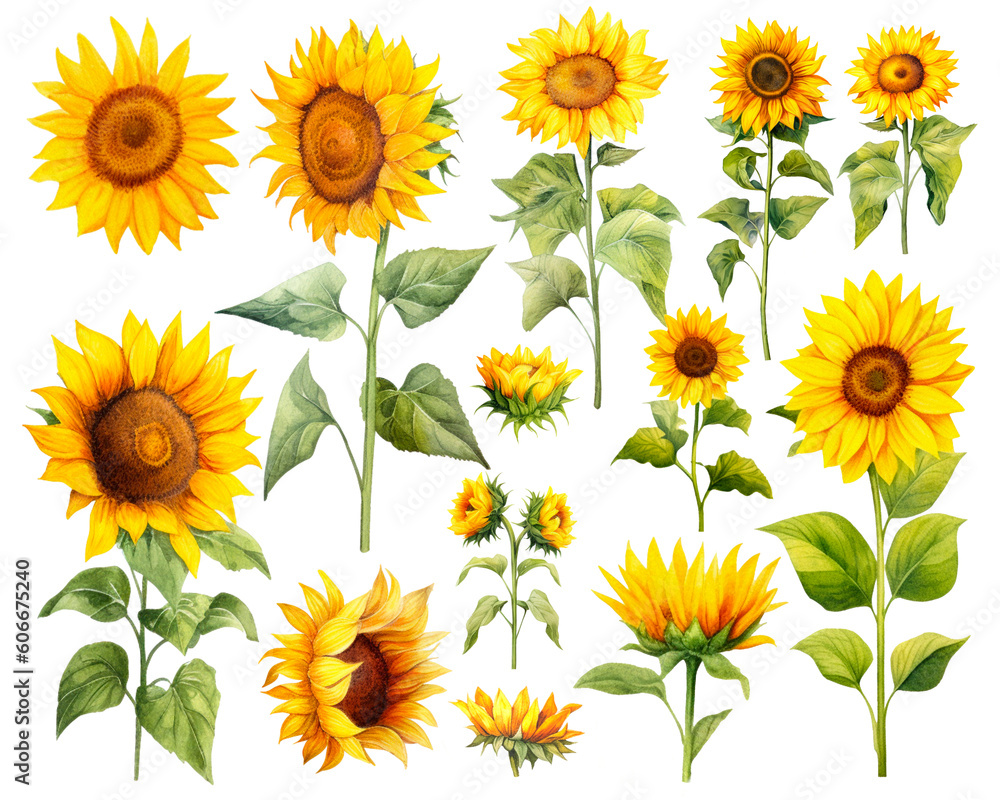 Watercolor Sunflower set isolated on white background. PNG transparent background. AI Generative. Watercolor Sunflower set isolated on white background. PNG transparent background. AI Generative.