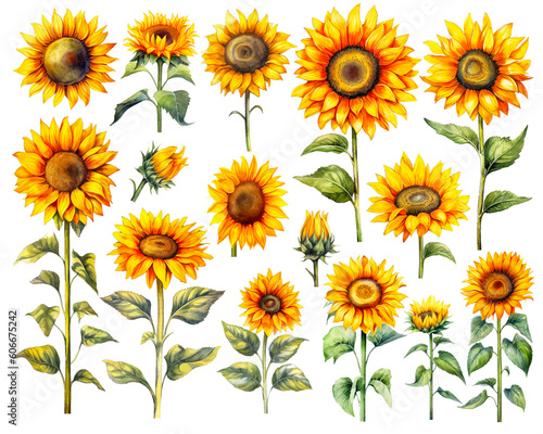 Watercolor Sunflower set isolated on white background. PNG transparent background. AI Generative. © Ivrin