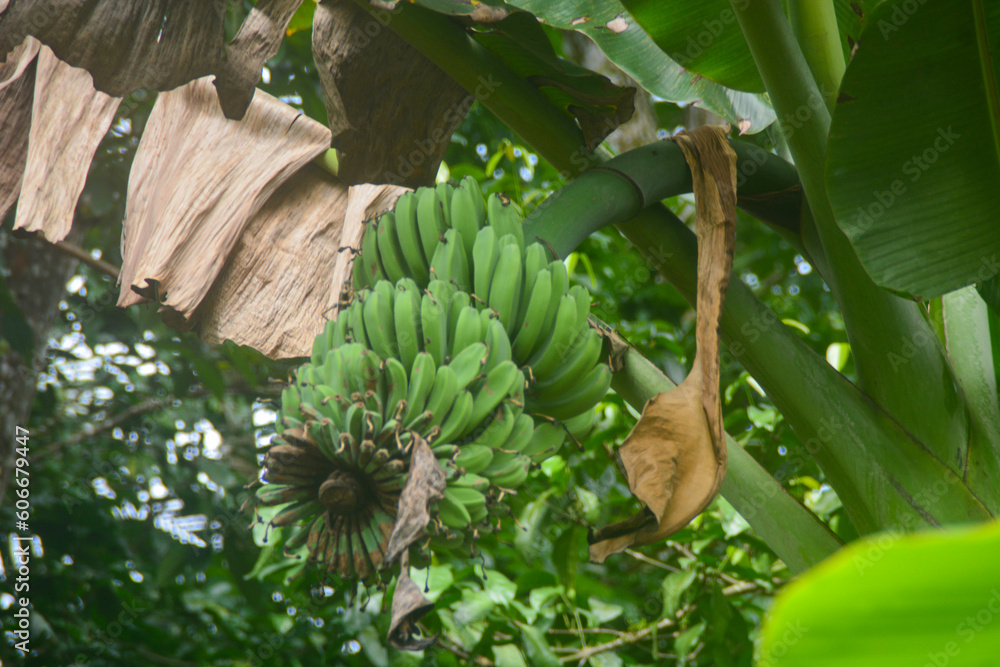 Fototapeta Scene of a banana tree that grows in the yard of the house