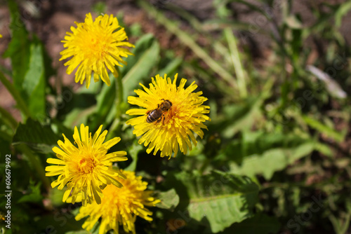 Bee collecting pollen on dandelion  