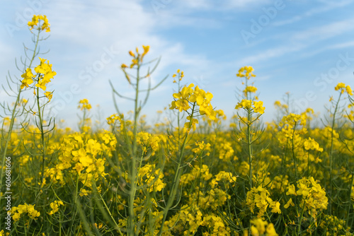 close-up view of flowers of rapeseed on the field