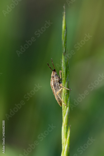mały owad na trawie © pinus25