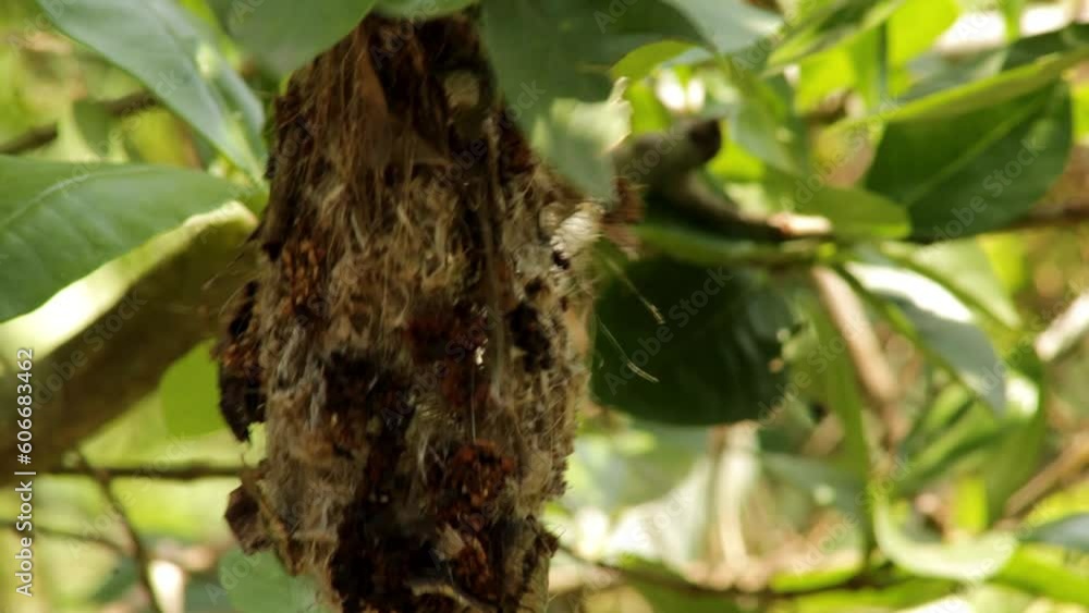 The female purple-rumped sunbird (Leptocoma zeylonica) Busy On Making Its Nest. Slow Motion The female purple-rumped sunbird (Leptocoma zeylonica) Busy On Making Its Nest. Slow Motion