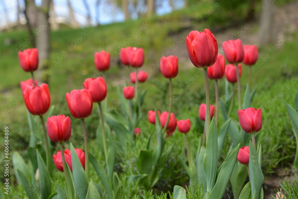 Fototapeta premium glade with pink tulips in the forest