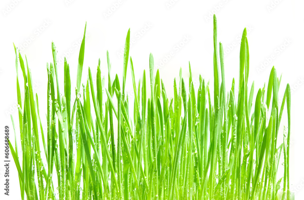 Organic plant sprouts growing for food Organic plant sprouts growing for food