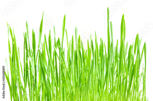 Organic plant sprouts growing for food