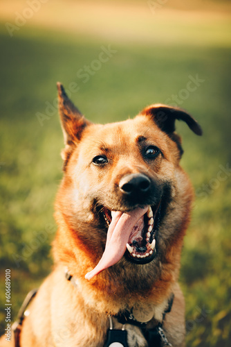 Happy brown dog portrait outside 
