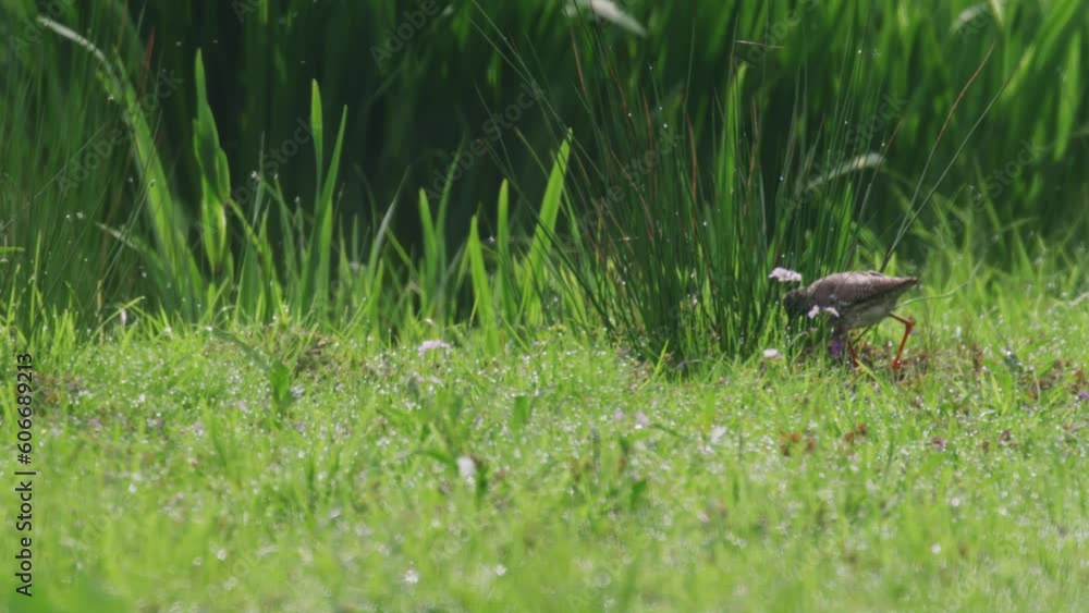 Tracking shot of Common Redshank hunting in deep grass for prey Tracking shot of Common Redshank hunting in deep grass for prey