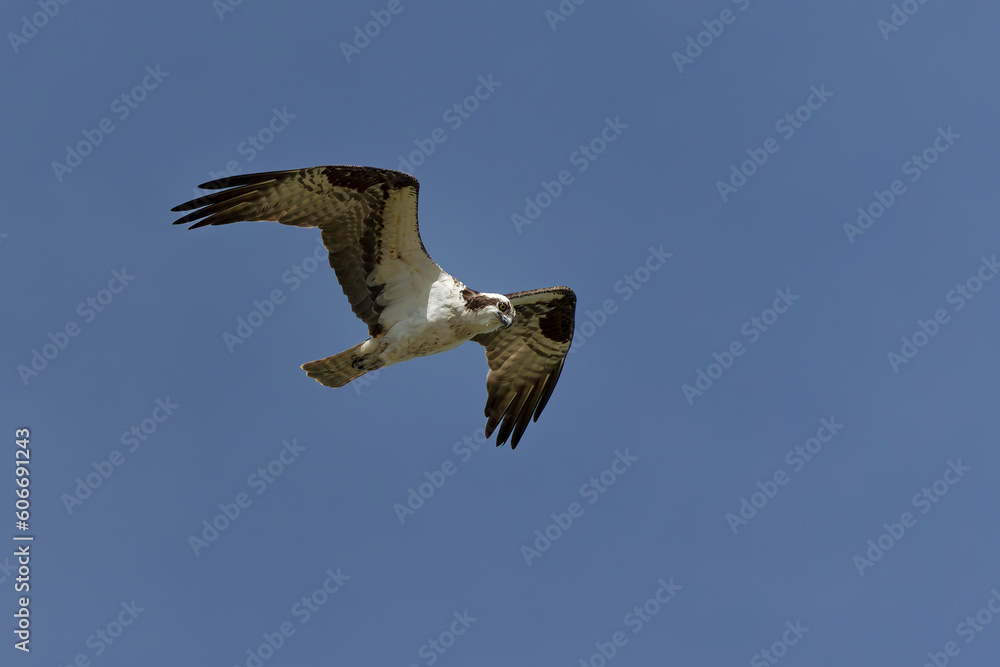 Obraz premium The Osprey (Pandion haliaetus) in flight known as fish eagle, river eagle
