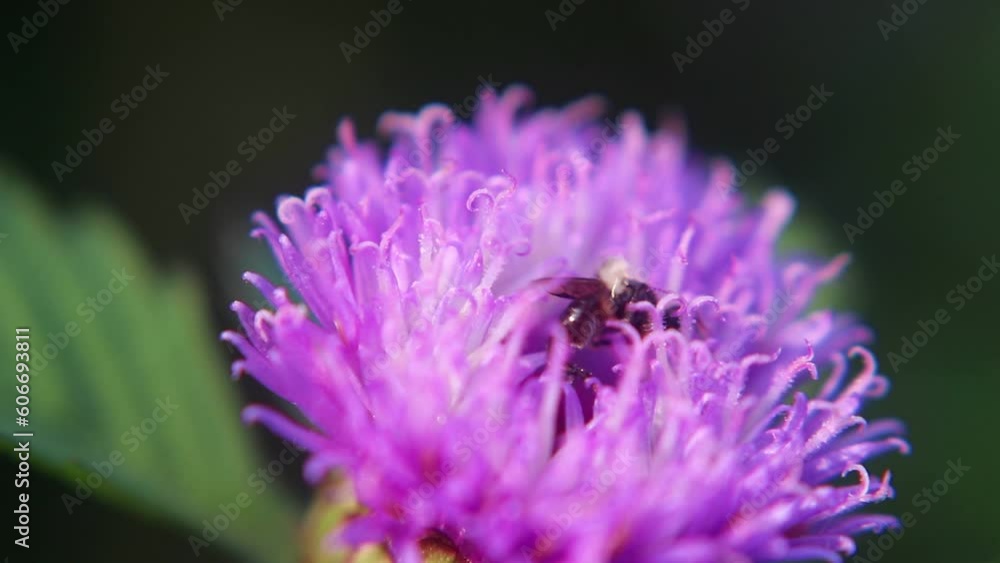 Trigona leviceps,stingless bee,kelulut, klanceng, Heterotrigona species, Lepidotrigona species Trigona leviceps,stingless bee,kelulut, klanceng, Heterotrigona species, Lepidotrigona species