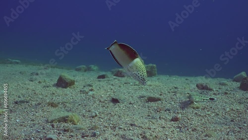 Multicolored Clown Coris or False Clownwrasse (Coris aygula) with Red Sea goatfish (Parupeneus forsskali) looking for food swims over sandy bottom at evening time in sunset rays, slow motion photo