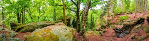 Panoramic over magical enchanted fairytale forest  sandstone rocks named Kleinhennersdorfer Stein at the hiking trail in the national park Saxon Switzerland  Bad Schandau  Germany.