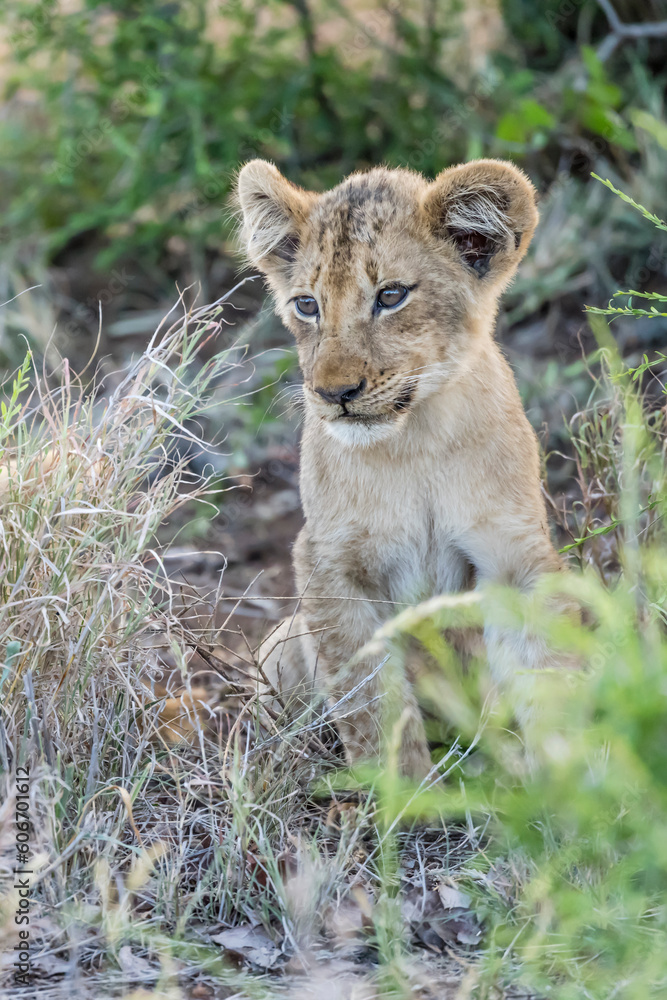 young lion cub sitting in tall grass, Kruger park, South Africa young lion cub sitting in tall grass, Kruger park, South Africa