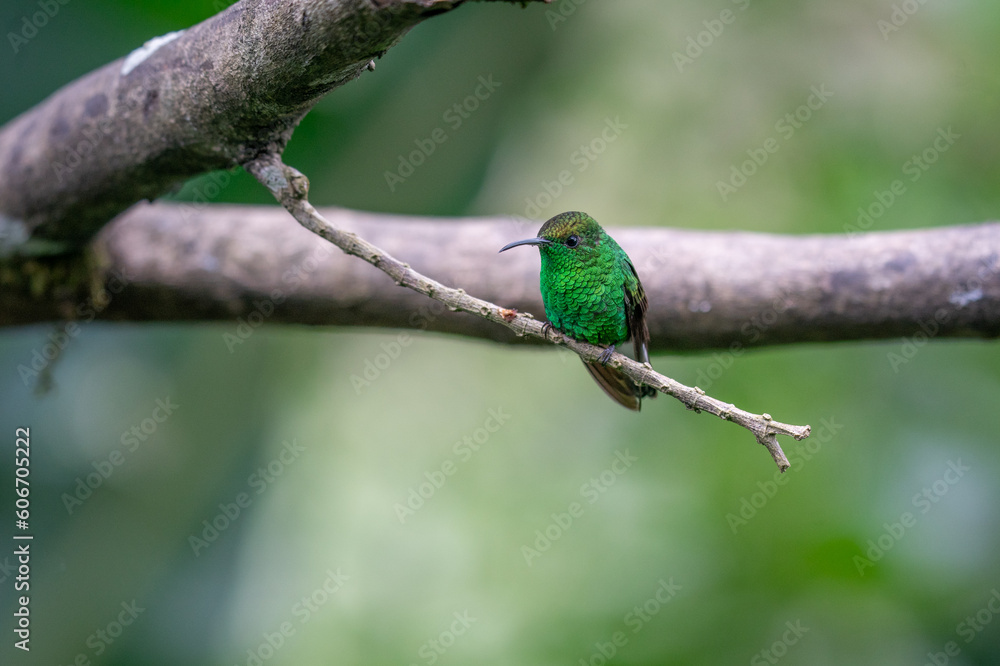 green hummingbird sitting on a branch in the Costa Rican rainforest