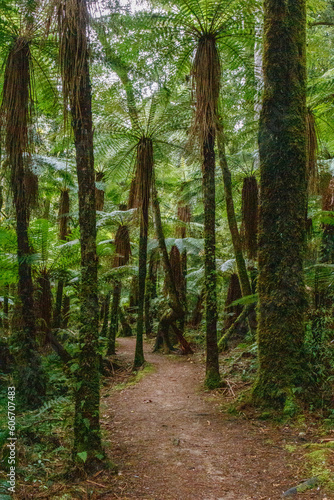 Farne im Urwald in Neuseeland