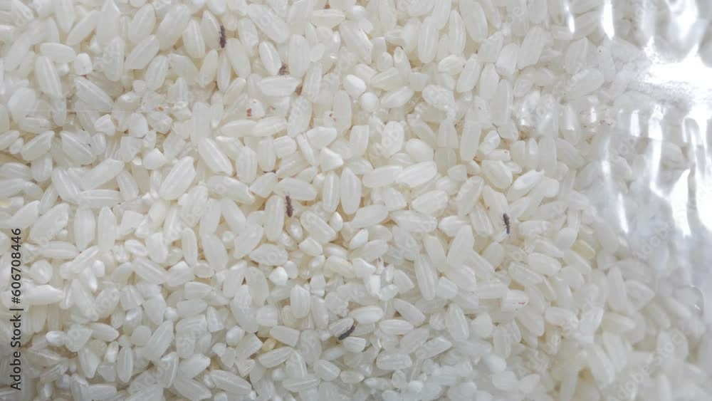 Close up shot of a big group of rice weevils moving and feeding on the rice in a pack. Rice weevil or Sitophilus in middle of rice grains. Bugs or Moth in raw rice, pest, snout beetles. Close up shot of a big group of rice weevils moving and feeding on the rice in a pack. Rice weevil or Sitophilus in middle of rice grains. Bugs or Moth in raw rice, pest, snout beetles.