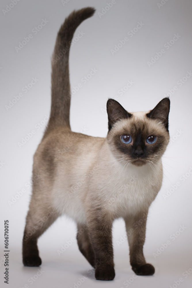 Nice female kitten of Thai cat posing on background in studio