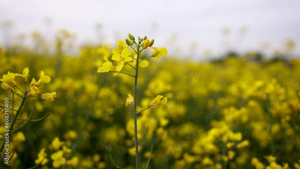 Canola field, Blooming Rapeseed flowers close up. Bright Yellow smooth background Canola field, Blooming Rapeseed flowers close up. Bright Yellow smooth background