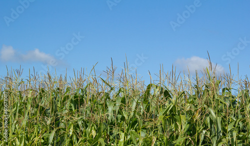 The agricultural land of a green corn farm with a perfect sky. Cultivated fields. Minimalistic landscape. Beauty of earth.