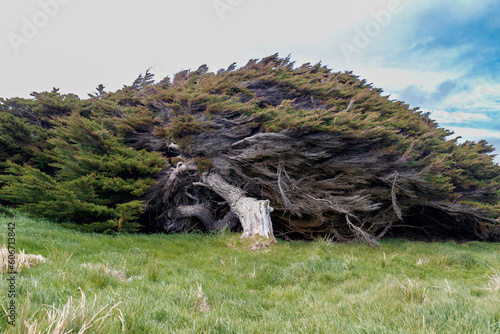 Windswept trees in caitlins, new Zealand  photo