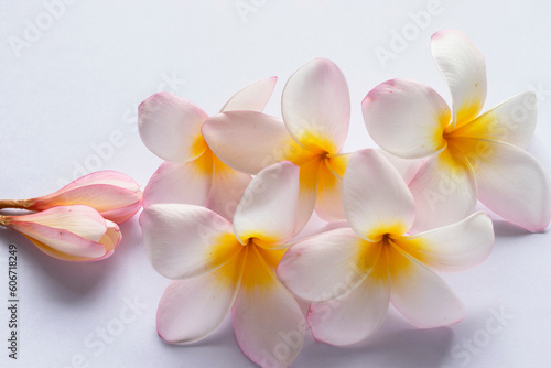 Group of Pink Frangipani isolated on White