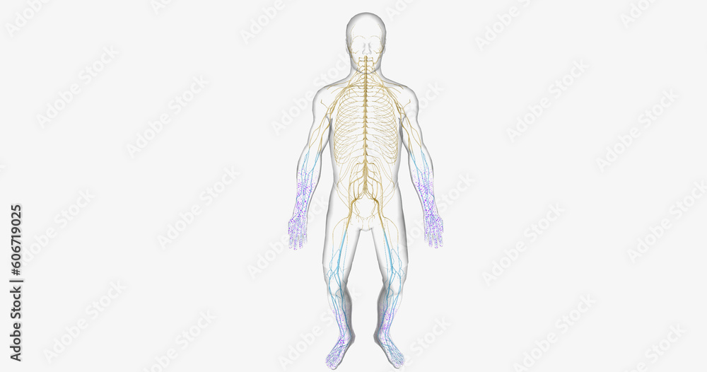 Fototapeta premium Guillain Barre syndrome is a rare disorder in which your body's immune system attacks your nerves.