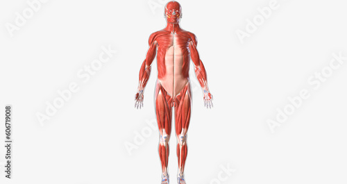 The musculoskeletal system contains the muscles and bones of the body.