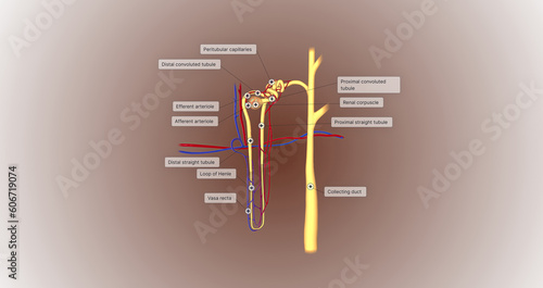 The function of the nephron is to convert blood to urine and consists of the tubular system and the renal corpuscle. photo
